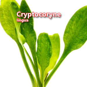 Cryptocoryne lingua